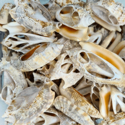 Strombus Aurisdiane Deniz Kiloluk Deniz Kabuğu (1 KG) Strombus Aurisdiane Deniz Kiloluk Deniz Kabuğu (1 KG)