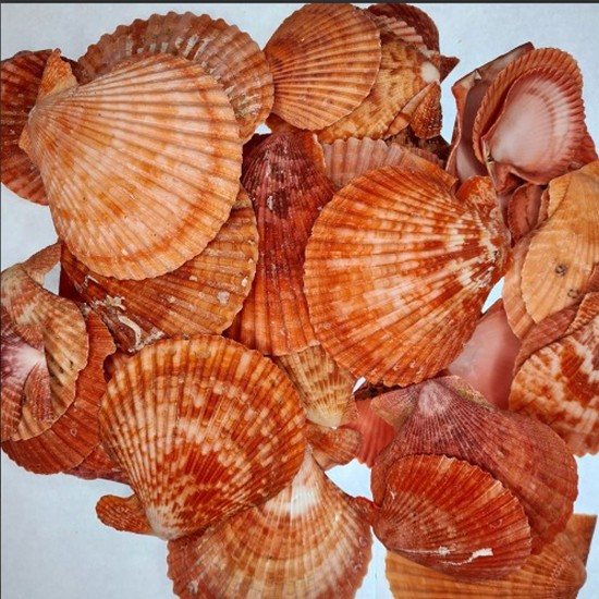 Pecten Novalis Kırmızı Kiloluk Deniz Kabuğu (1 KG) Pecten Novalis Kırmızı Kiloluk Deniz Kabuğu (1 KG)