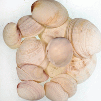 Bug Atan Lıke Codakıa Kiloluk Deniz Kabuğu (1 KG)