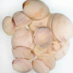 Bug Atan Lıke Codakıa Kiloluk Deniz Kabuğu (1 KG)