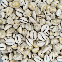 Cyprea Annulus Deniz Kabuğu Kesik 1 KG Cyprea Annulus Deniz Kabuğu Kesik 1 KG