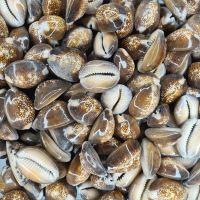 Cyprea Caputserpentis Kiloluk Deniz Kabuğu (1 KG)