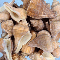 African Melongena-Orange Kiloluk Deniz Kabuğu (1 KG) African Melongena-Orange Kiloluk Deniz Kabuğu (1 KG)