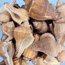 African Melongena-Orange Kiloluk Deniz Kabuğu (1 KG)