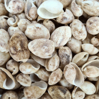 Bulla Ampula Kiloluk Deniz Kabuğu (1 KG)