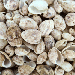 Bulla Ampula Kiloluk Deniz Kabuğu (1 KG)