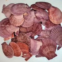 Argopecten Small Kiloluk Deniz Kabuğu (1 KG) Argopecten Small Kiloluk Deniz Kabuğu (1 KG)