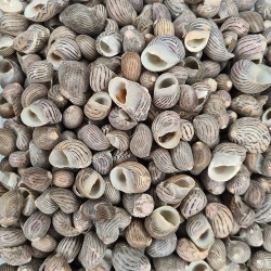 Nerita Communis Kiloluk Deniz Kabuğu (1 KG) Nerita Communis Kiloluk Deniz Kabuğu (1 KG)