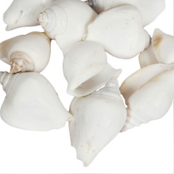 Strombus Canarium Beyaz Kiloluk Deniz Kabuğu (1 KG) Strombus Canarium Beyaz Kiloluk Deniz Kabuğu (1 KG)