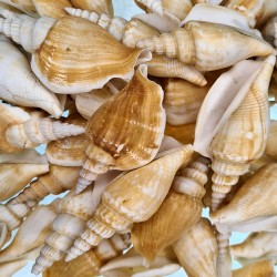 Strombus Vittatus Kiloluk Deniz Kabuğu (1 KG) Strombus Vittatus Kiloluk Deniz Kabuğu (1 KG)