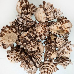 Vassam Kiloluk Deniz Kabuğu (1 KG) Vassam Kiloluk Deniz Kabuğu (1 KG)