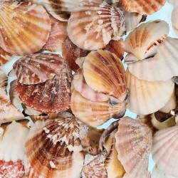 Vixillium Naturel Kiloluk Deniz Kabuğu (1 KG) Vixillium Naturel Kiloluk Deniz Kabuğu (1 KG)