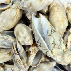 Voluta Vespertillo Kiloluk Deniz Kabuğu (1 KG) Voluta Vespertillo Kiloluk Deniz Kabuğu (1 KG)