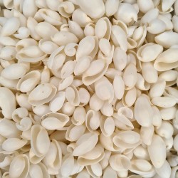 White Bubbles Kiloluk Deniz Kabuğu (1 KG) White Bubbles Kiloluk Deniz Kabuğu (1 KG)