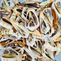 Luahnus Kesik  Deniz Kiloluk Deniz Kabuğu (1 KG)  Luahnus Kesik  Deniz Kiloluk Deniz Kabuğu (1 KG)