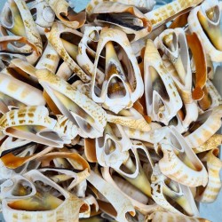 Luahnus Kesik  Deniz Kiloluk Deniz Kabuğu (1 KG) 