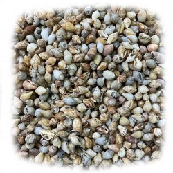 Nassa Shell Kiloluk Deniz Kabuğu 500 GR Yerli Nassa Shell Kiloluk Deniz Kabuğu 500 GR Yerli