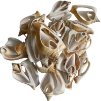 Strombus Canarıum Kesik Deniz Kiloluk Deniz Kabuğu (1 KG)	 Strombus Canarıum Kesik Deniz Kiloluk Deniz Kabuğu (1 KG)