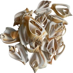 Strombus Canarıum Kesik Deniz Kiloluk Deniz Kabuğu (1 KG)	 Strombus Canarıum Kesik Deniz Kiloluk Deniz Kabuğu (1 KG)