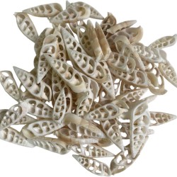 Kesik Vertegus Kiloluk Deniz kabuğu 1 Kg Kesik Vertegus Kiloluk Deniz kabuğu 1 Kg