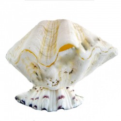 Yatay Hippopus Lamba-2 Boy