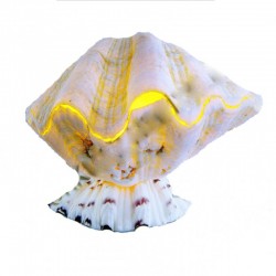 Yatay Hippopus Lamba-2 Boy Yatay Hippopus Lamba-2 Boy