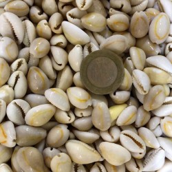 Cyprea Annulus -Kavrulmuş Kiloluk Deniz Kabuğu (1 KG)