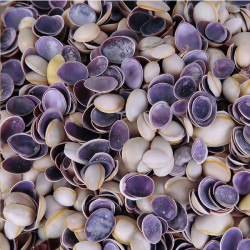 Cyprea Annulus - Kesik Üst Kiloluk Deniz Kabuğu (1 KG)