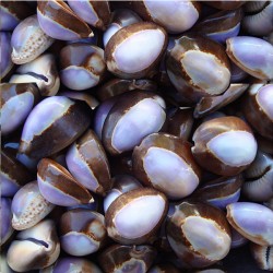 Cyprea Caputserpentıs Kiloluk Deniz Kabuğu -Mor (1 KG)