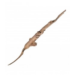 Testere Köpekbalığı