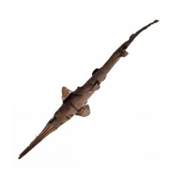 Testere Köpekbalığı Testere Köpekbalığı