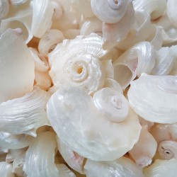 Angarıa Pearlızed Kiloluk Deniz Kabuğu (1 KG) Angarıa Pearlızed Kiloluk Deniz Kabuğu (1 KG)