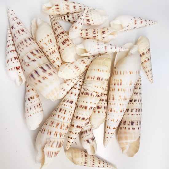 Terebra Maculata Kiloluk Deniz Kabuğu (1 KG)