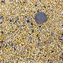 Mini Mongo Shell Sarı Kiloluk Deniz Kabuğu (1 KG) Mini Mongo Shell Sarı Kiloluk Deniz Kabuğu (1 KG)