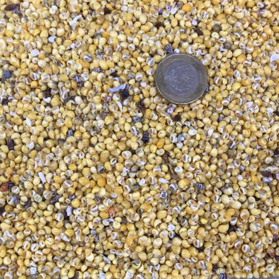 Mini Mongo Shell Sarı Kiloluk Deniz Kabuğu (1 KG)