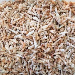 Turitella Kiloluk Deniz Kabuğu Minik Boy (1 KG) Turitella Kiloluk Deniz Kabuğu Minik Boy (1 KG)