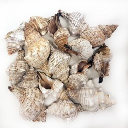 Trapezium Kiloluk Deniz Kabuğu (1 KG) Trapezium Kiloluk Deniz Kabuğu (1 KG)