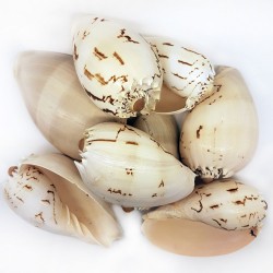 Melo Diadema Kiloluk Deniz Kabuğu (1 KG) Melo Diadema Kiloluk Deniz Kabuğu (1 KG)