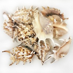 Lambis Lambis Kiloluk Deniz Kabuğu (1 KG) Lambis Lambis Kiloluk Deniz Kabuğu (1 KG)