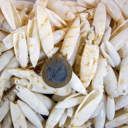 Trebilium Kiloluk Deniz Kabuğu (1 KG) Trebilium Kiloluk Deniz Kabuğu (1 KG)