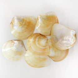 M.O.P. Polıshed Kiloluk Deniz Kabuğu (1 KG) M.O.P. Polıshed Kiloluk Deniz Kabuğu (1 KG)