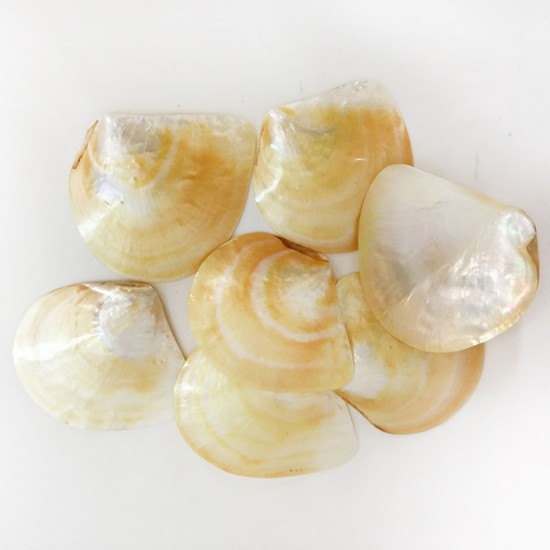 M.O.P. Polıshed Kiloluk Deniz Kabuğu (1 KG) M.O.P. Polıshed Kiloluk Deniz Kabuğu (1 KG)