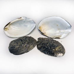 Kabibi Small Kiloluk Deniz Kabuğu (1 KG)