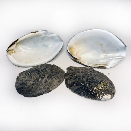 Kabibi Small Kiloluk Deniz Kabuğu (1 KG) Kabibi Small Kiloluk Deniz Kabuğu (1 KG)
