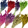Kuru Çiçek Kuş Otu Şoklanmış Kurutulmuş 40 CM Kuru Çiçek Kuş Otu Şoklanmış Kurutulmuş 40 CM