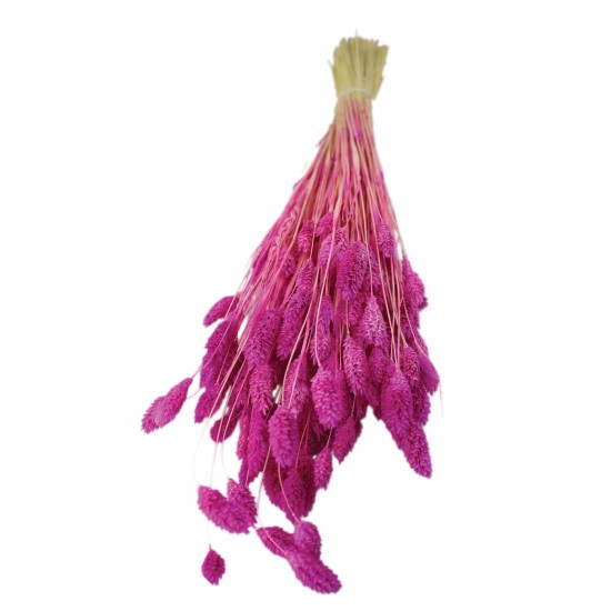 Kuru Çiçek Kuş Otu Şoklanmış Kurutulmuş 40 CM Kuru Çiçek Kuş Otu Şoklanmış Kurutulmuş 40 CM