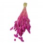Kuru Çiçek Kuş Otu Şoklanmış Kurutulmuş 40 CM Kuru Çiçek Kuş Otu Şoklanmış Kurutulmuş 40 CM