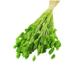 Kuru Çiçek Kuş Otu Şoklanmış Kurutulmuş 40 CM Kuru Çiçek Kuş Otu Şoklanmış Kurutulmuş 40 CM