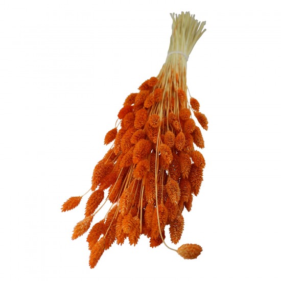 Kuru Çiçek Kuş Otu Şoklanmış Kurutulmuş 40 CM Kuru Çiçek Kuş Otu Şoklanmış Kurutulmuş 40 CM