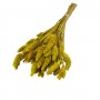 Kuru Çiçek Kuş Otu Şoklanmış Kurutulmuş 40 CM Kuru Çiçek Kuş Otu Şoklanmış Kurutulmuş 40 CM